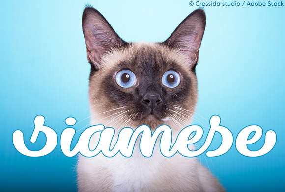 Dillon the Cat: A Script Handwritten Font for Editorial Charm