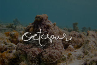 Octopus Script Handwritten Font for Makers